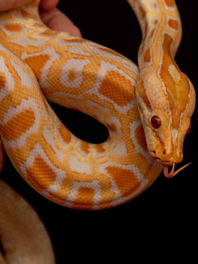 Slithering Wonders: Know The Fascinating World Of Python - ReferSMS